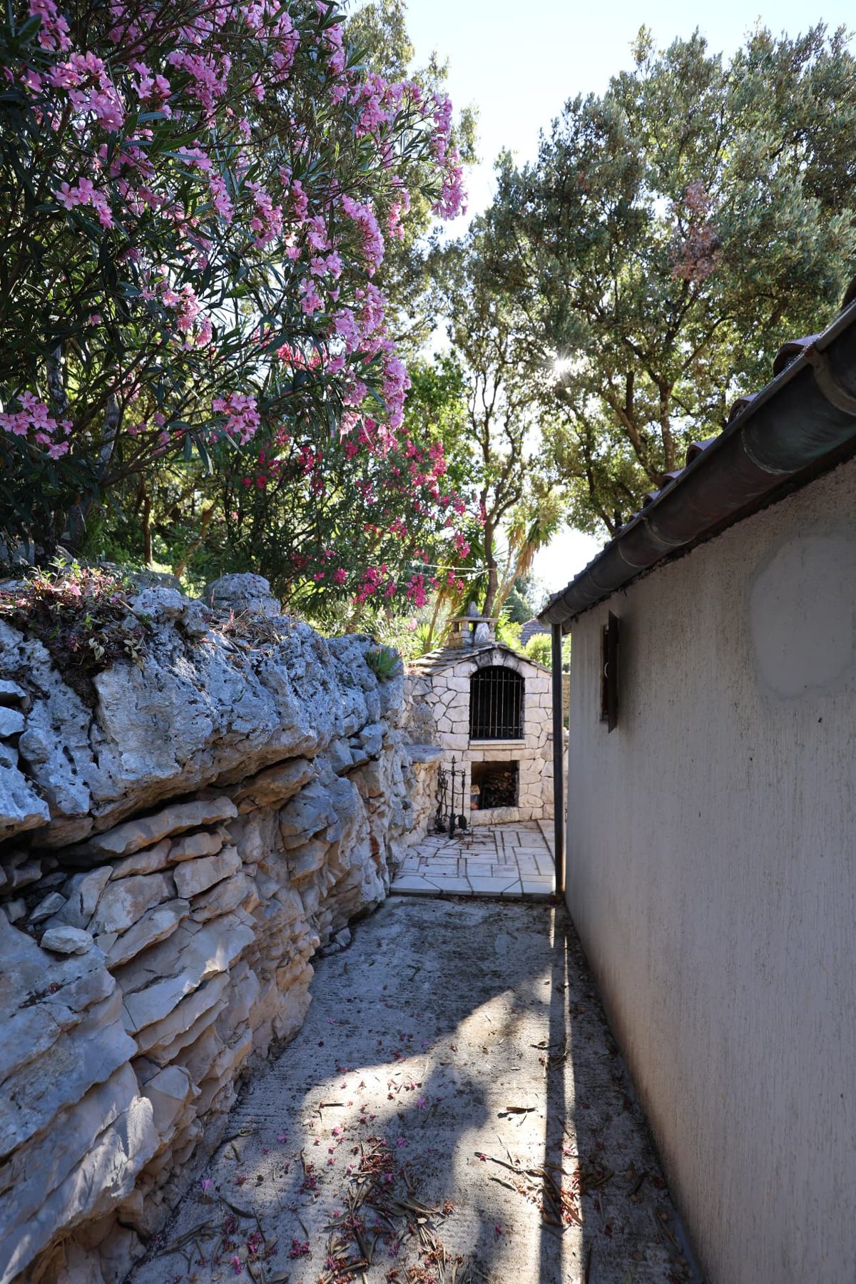 A stone path lined with flowering oleander