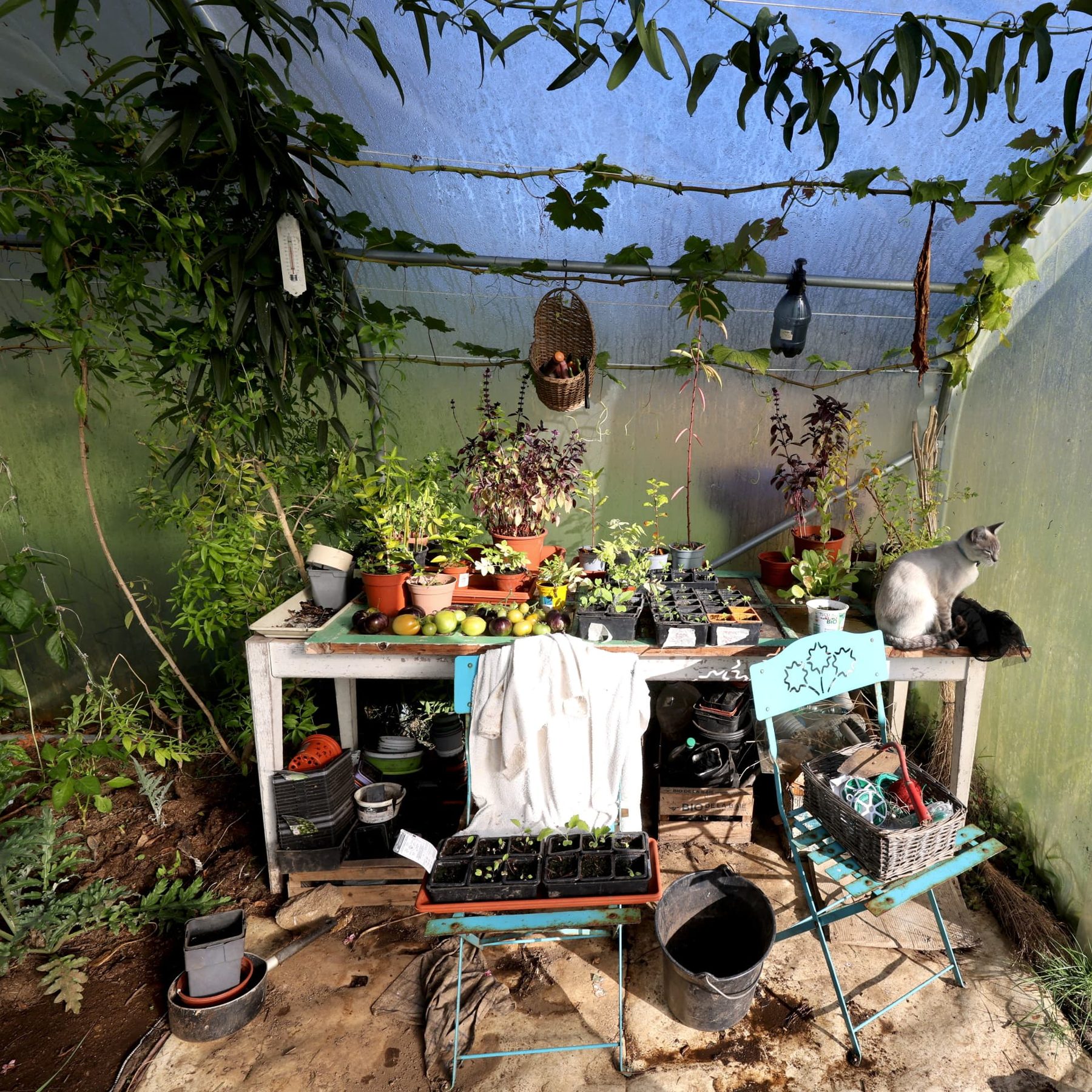 Inside our greenhouse