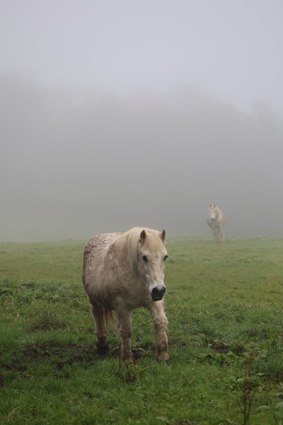 Two pale ponies in a green field in thick mist