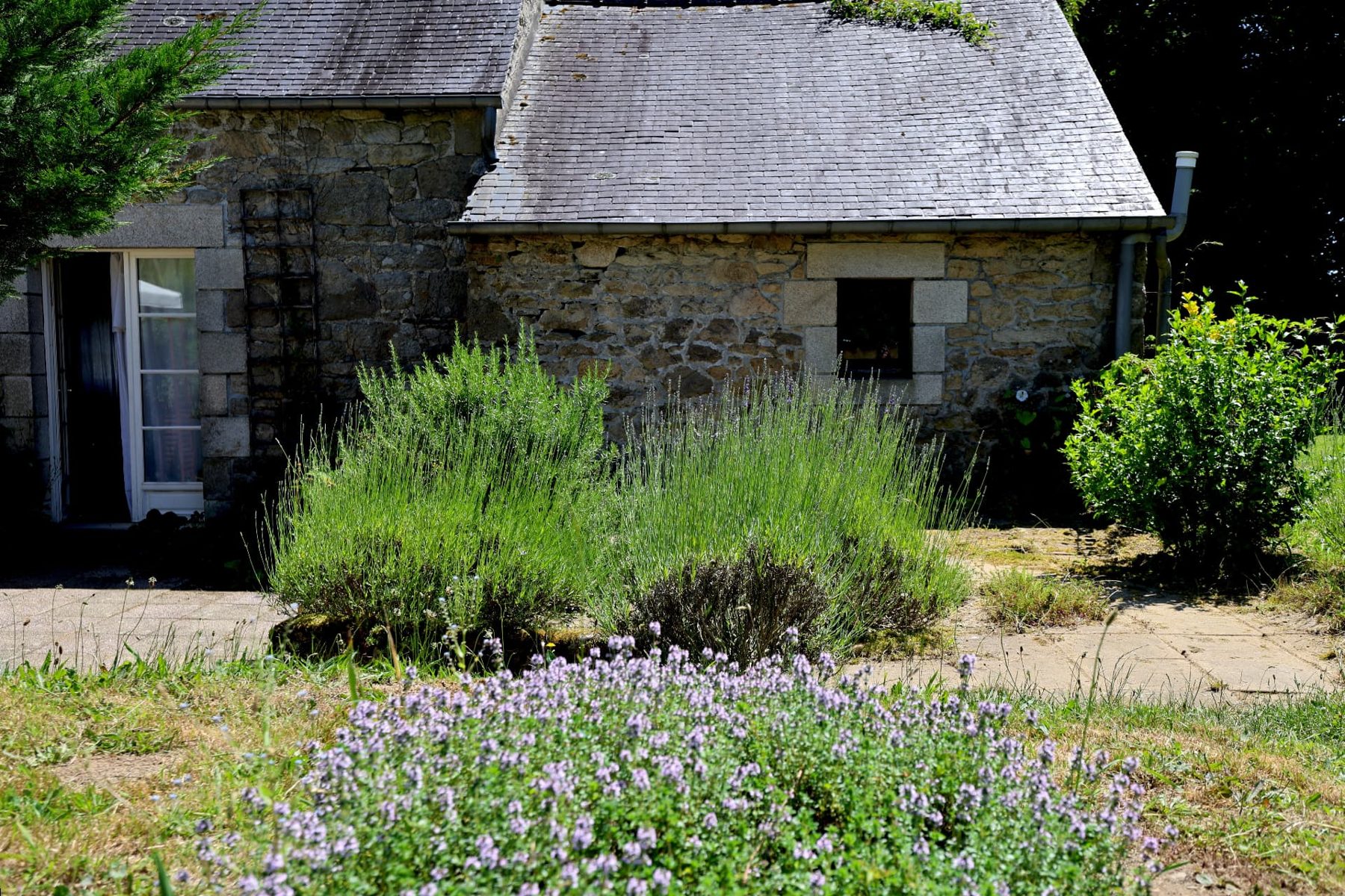 Lavender and flowering thyme in front of the stone gîte wall