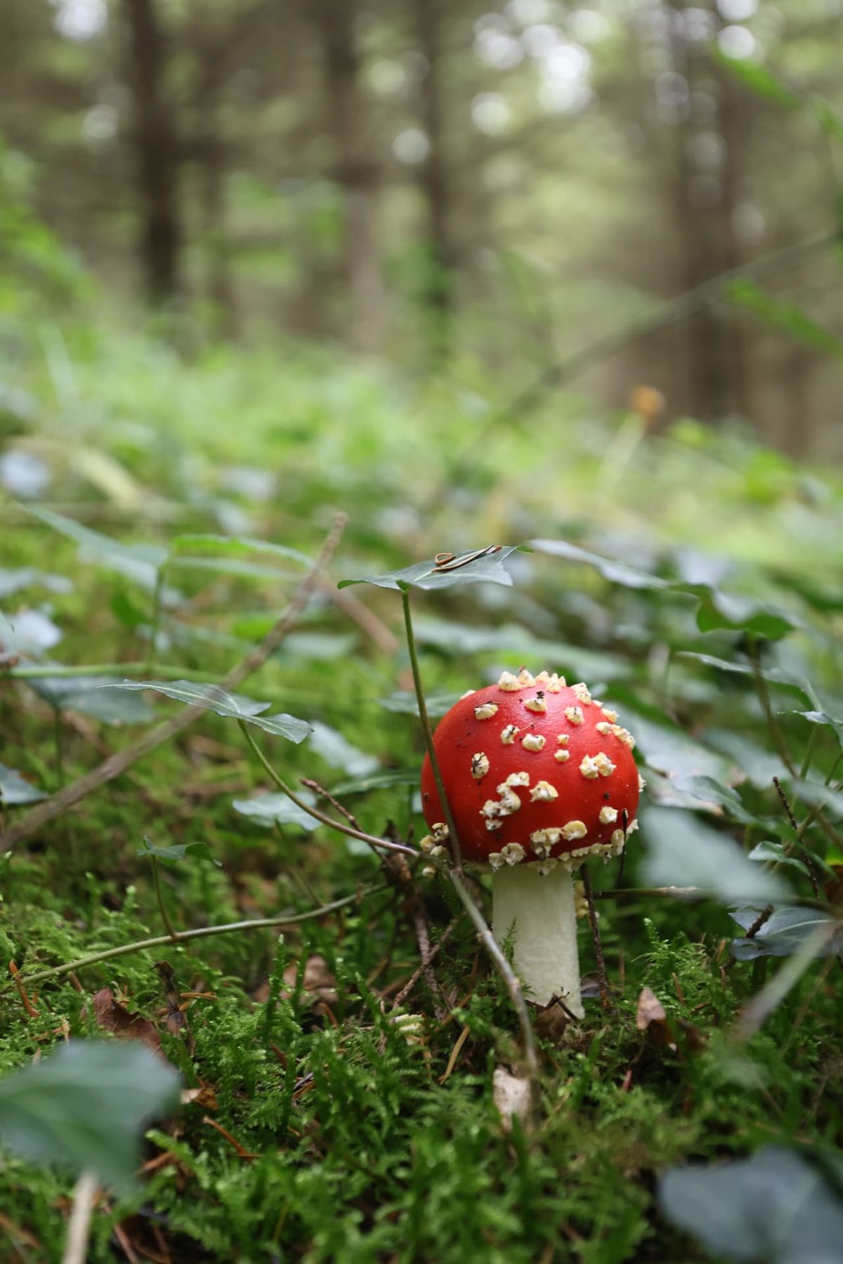 A mushroom in the grass