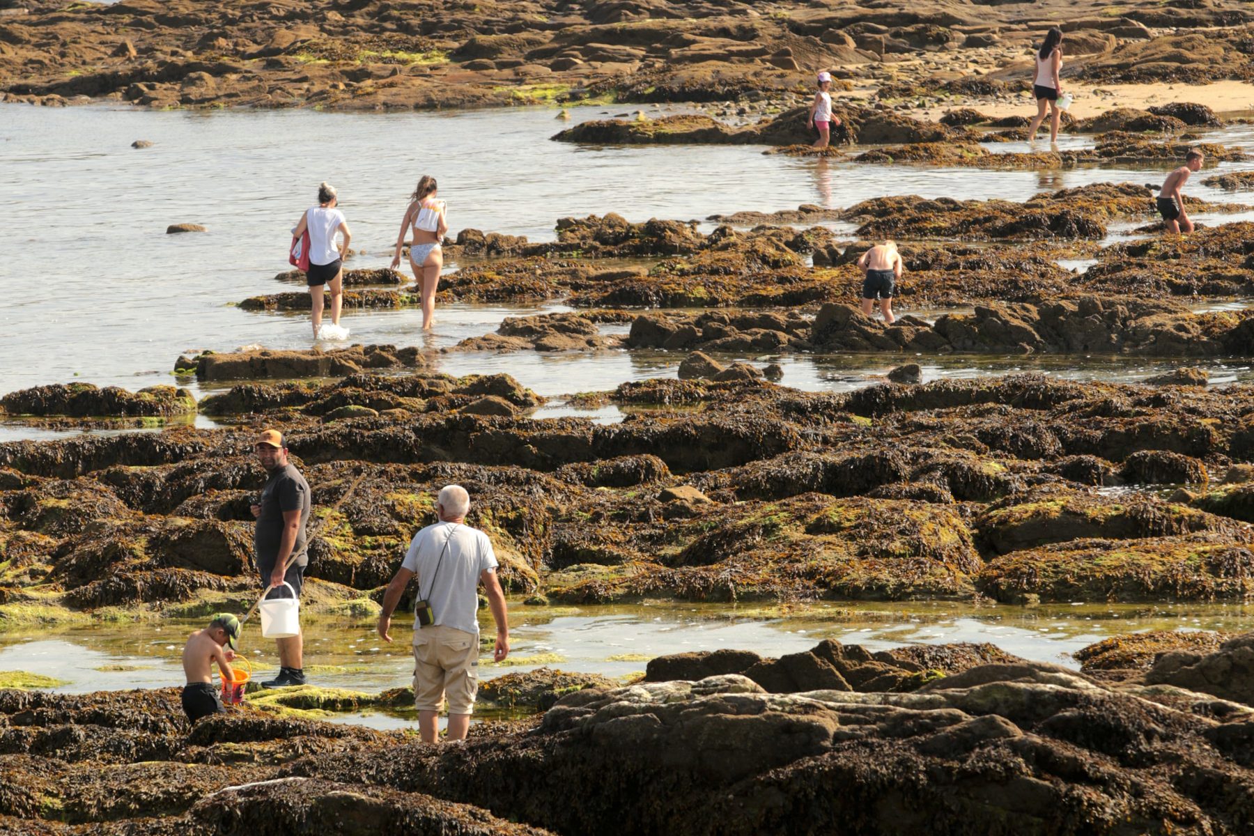 Families wading among seaweed-covered rocks at low tide, gathering shellfish with buckets
