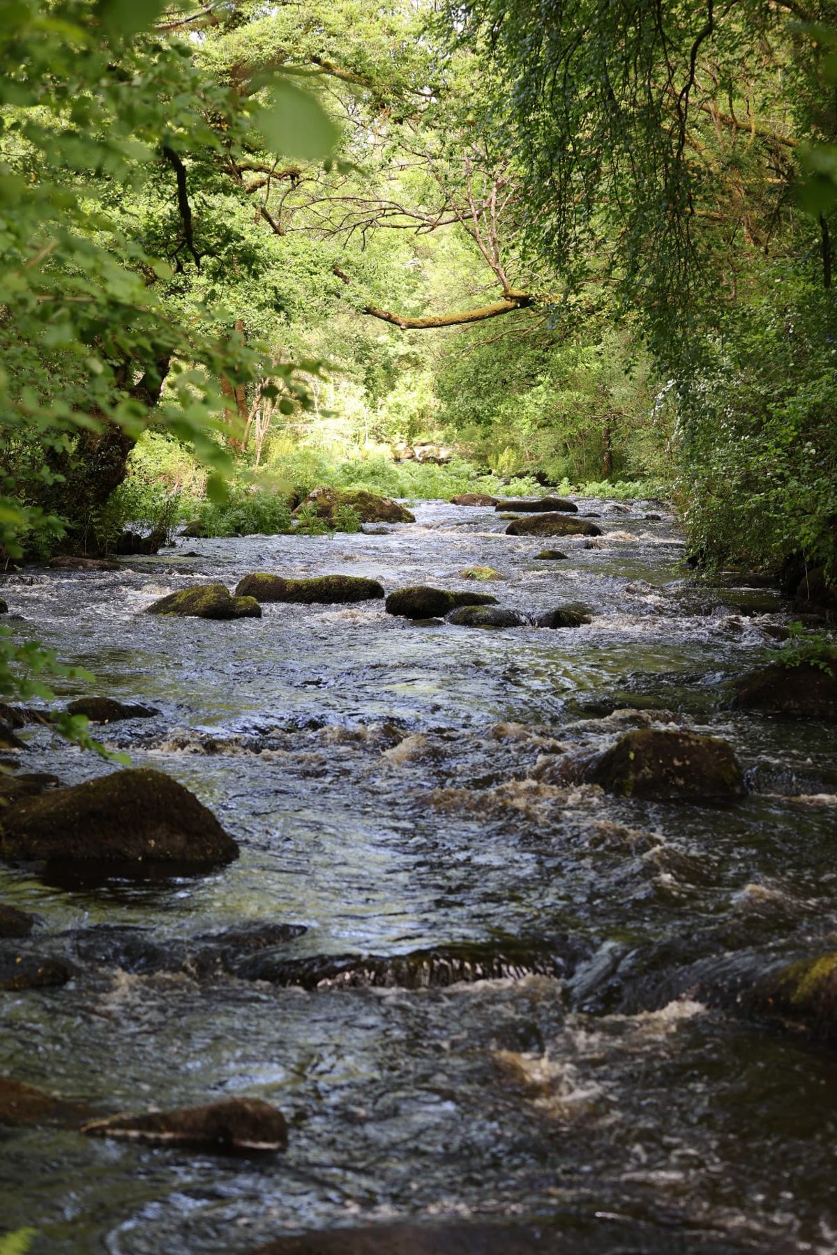 A river through woodland near Mellionnec