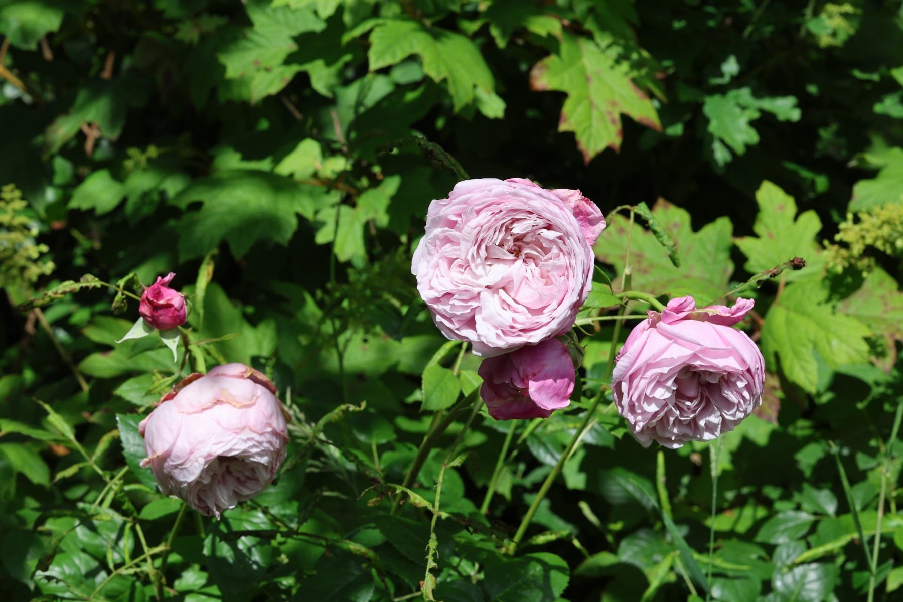 A rose in the garden