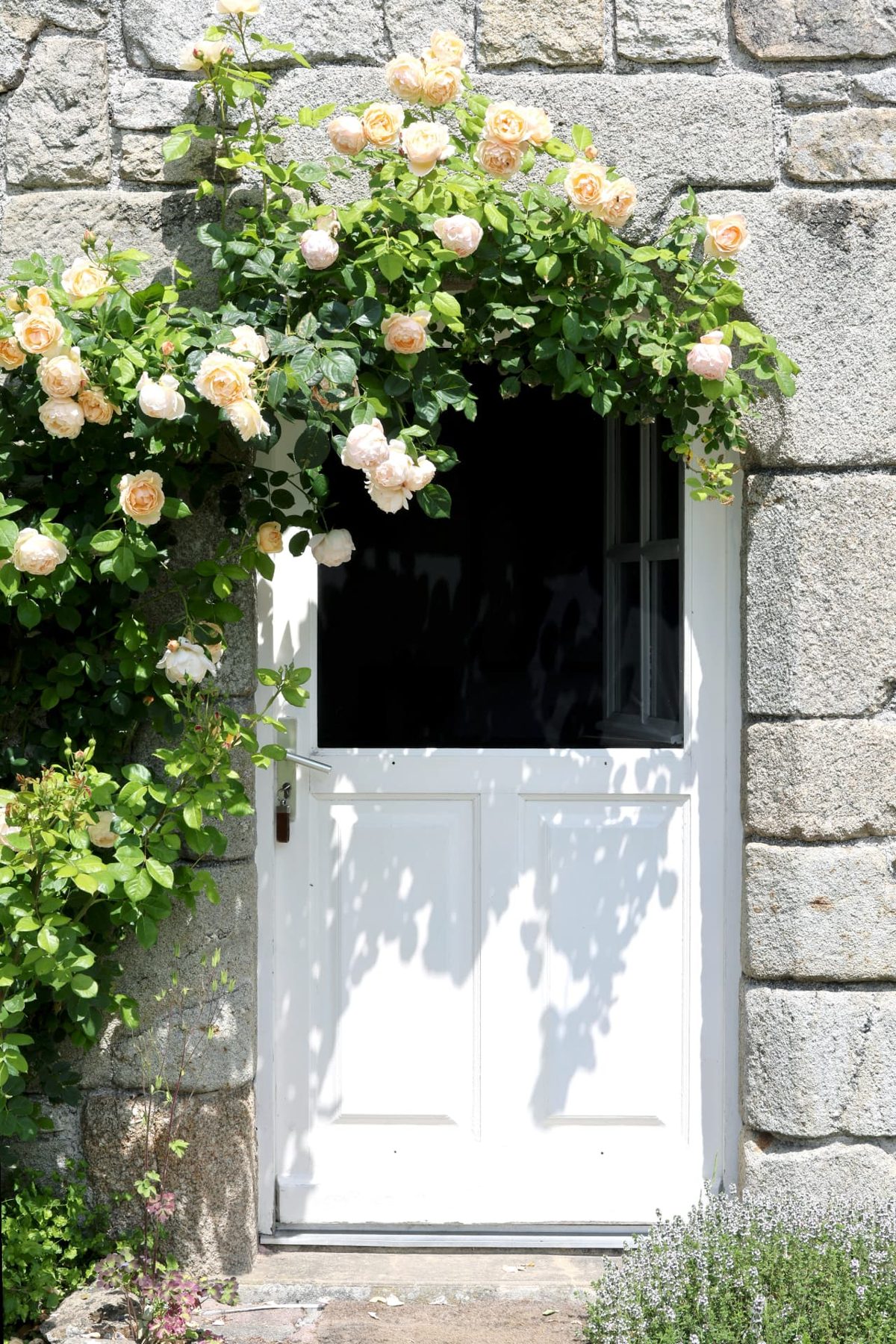 White stable door in a granite wall, framed by climbing apricot roses