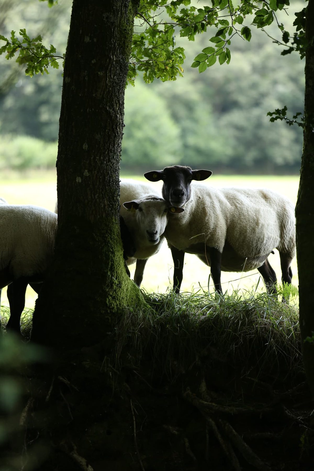 Sheep resting in the shade of a mossy oak at the edge of a meadow