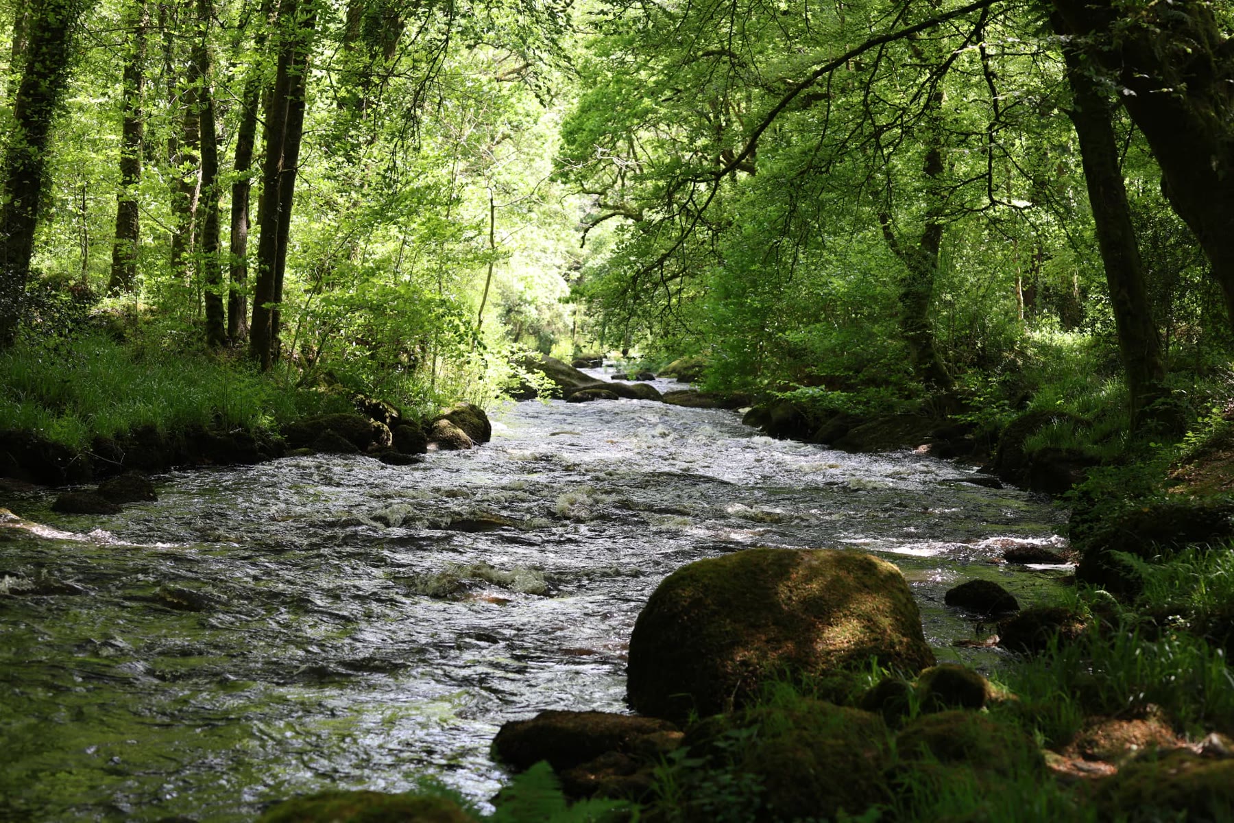 A river running through green Breton woodland, moss-covered granite in the water
