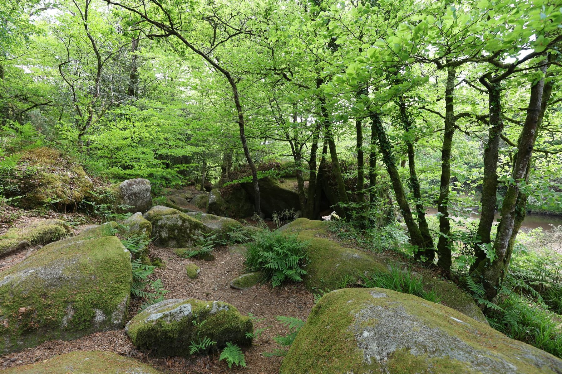 Mossy woodland and granite boulders